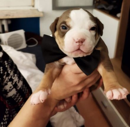 Welpen American bully