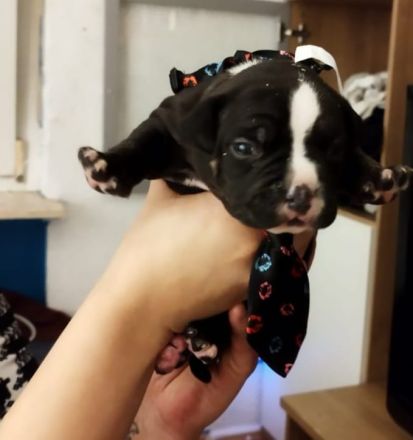 Welpen American bully