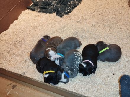 Welpen American bully