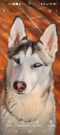 Sibirien Husky Hündin