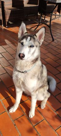 Sibirien Husky Hündin