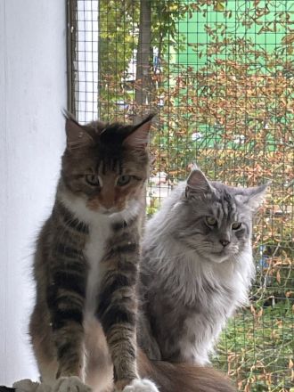 Cattery von der Sachsenwiege