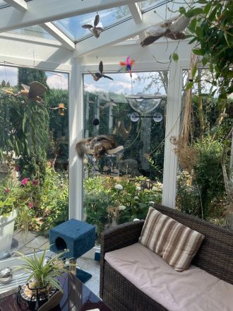 Cattery von der Sachsenwiege