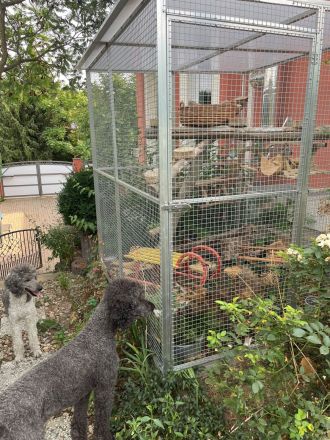 Cattery von der Sachsenwiege