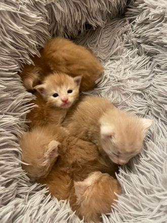 Cattery von der Sachsenwiege