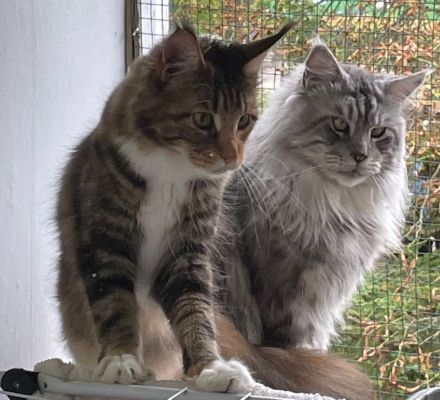 Cattery von der Sachsenwiege