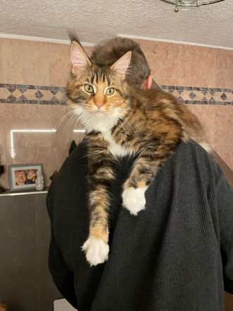 Cattery von der Sachsenwiege