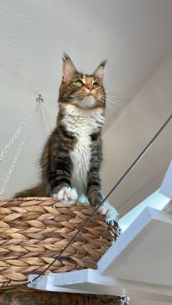 Cattery von der Sachsenwiege