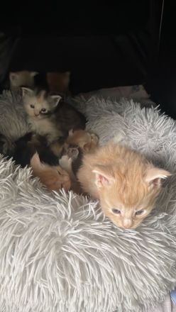 Cattery von der Sachsenwiege