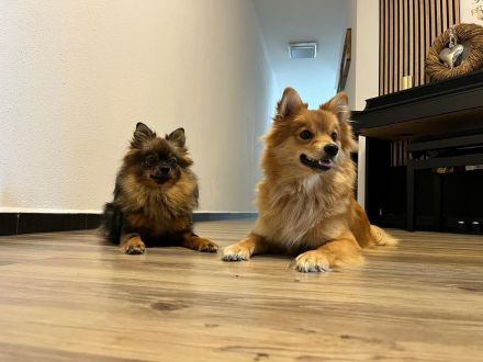 Kleinspitz vom Aubachtal