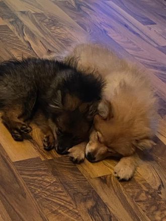 Kleinspitz vom Aubachtal