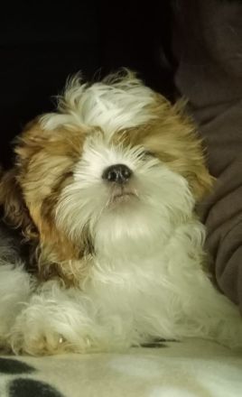 Shih tzu rüde