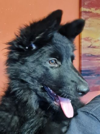 Altdeutsche Schäferhunde Welpen 3 Hündinnen !