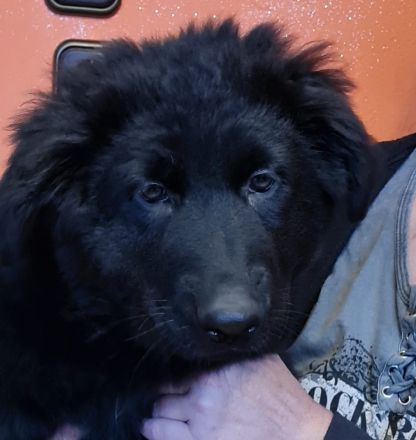 Altdeutsche Schäferhunde Welpen 3 Hündinnen !