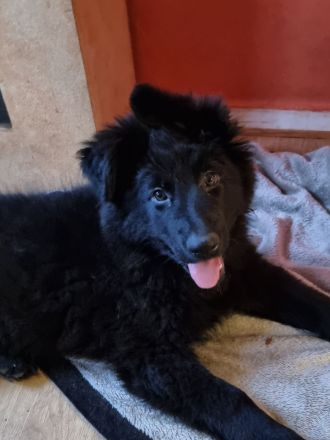 Altdeutsche Schäferhunde Welpen 3 Hündinnen !