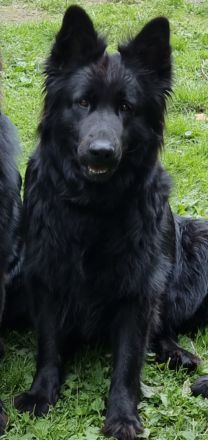 Altdeutsche Schäferhunde Welpen 3 Hündinnen !