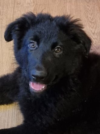 Altdeutsche Schäferhunde Welpen 3 Hündinnen !