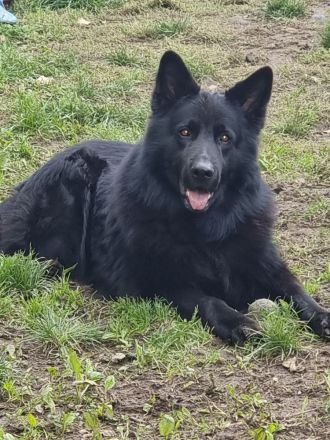 Altdeutsche Schäferhunde Welpen 3 Hündinnen !