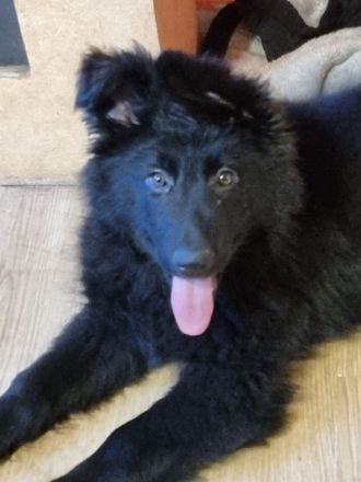 Altdeutsche Schäferhunde Welpen 3 Hündinnen !