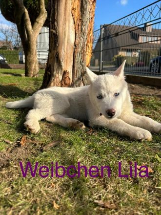 Siberian Husky Welpen