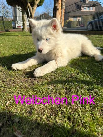 Siberian Husky Welpen