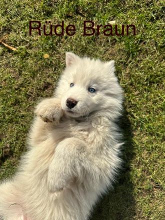 Siberian Husky Welpen