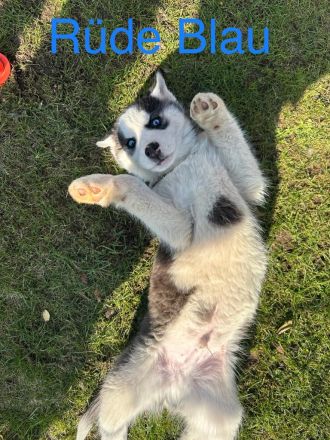 Siberian Husky Welpen