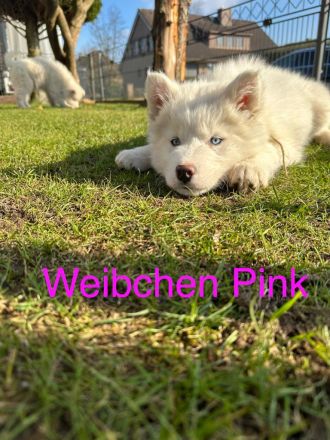 Siberian Husky Welpen