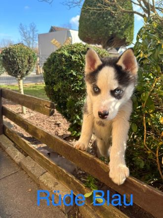 Siberian Husky Welpen