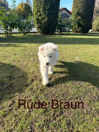 Siberian Husky Welpen