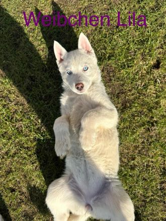 Siberian Husky Welpen