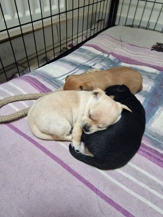 Süße Zwergpinscher Chihuahua Welpen