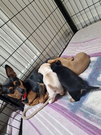 Süße Zwergpinscher Chihuahua Welpen