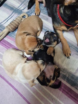 Süße Zwergpinscher Chihuahua Welpen