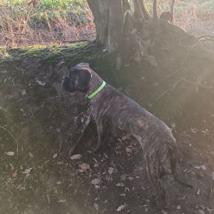 Verkaufe meine Hündin