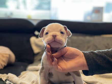 Oeb Welpen mit Stammbaum