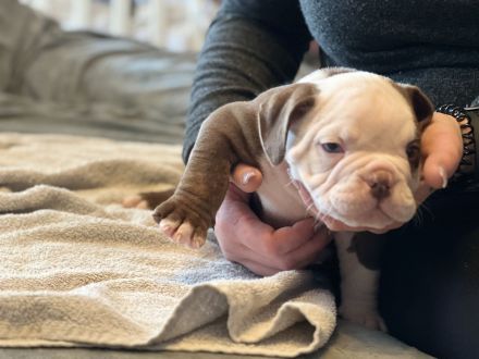 Oeb Welpen mit Stammbaum