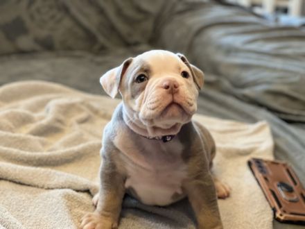 Oeb Welpen mit Stammbaum