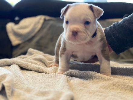 Oeb Welpen mit Stammbaum