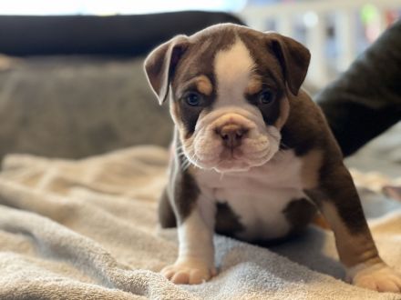 Oeb Welpen mit Stammbaum