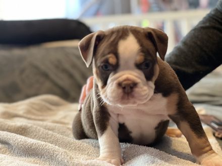 Oeb Welpen mit Stammbaum