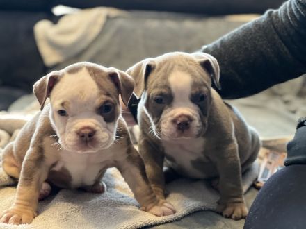 Oeb Welpen mit Stammbaum