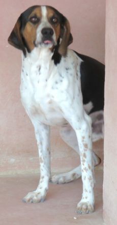 Bagley, männlicher Pointer-Mix