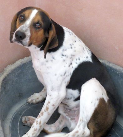 Bagley, männlicher Pointer-Mix