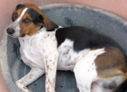 Bagley, männlicher Pointer-Mix