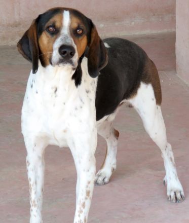 Bagley, männlicher Pointer-Mix