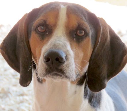 Bagley, männlicher Pointer-Mix