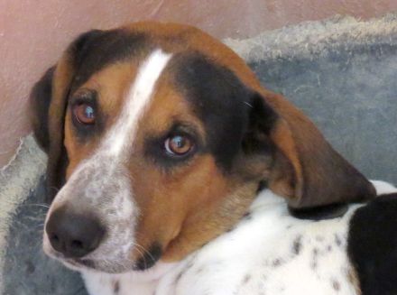 Bagley, männlicher Pointer-Mix