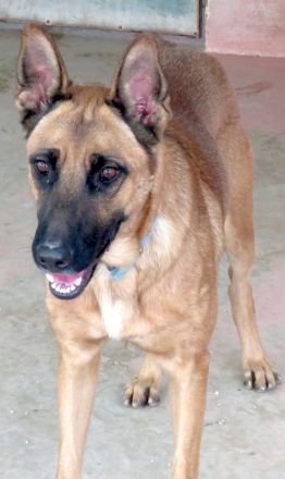 Gunther, männlicher Schäferhund-Mix