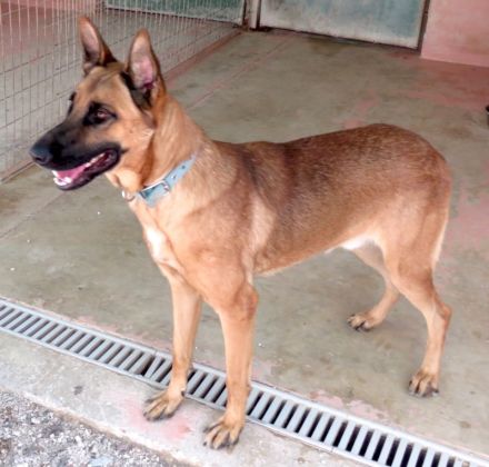 Gunther, männlicher Schäferhund-Mix